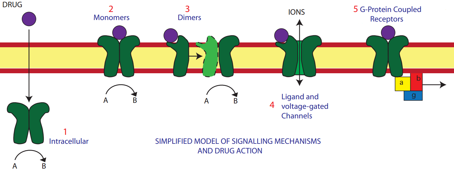 Receptor types and methods of signaling. Used without permission from icuprimaryprep.com